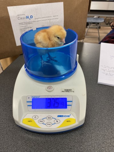 Developing future scientists who respect animal welfare – Education Gazette